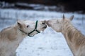 Two white horses love each other. Royalty Free Stock Photo