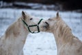 Two white horses love each other.