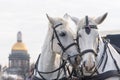 Two white horses love each other in St. Petersburg on the background of St. Isaac`s Cathedral Royalty Free Stock Photo