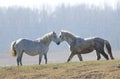 Two white horses on the meadow Royalty Free Stock Photo