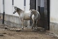 Two horses from Lipica, Slovenia, outside the farm door Royalty Free Stock Photo