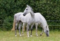 Two white horses in the pasture Royalty Free Stock Photo