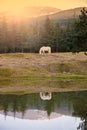 White horse pasturing by a lake with a reflection in water