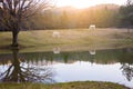 Two white horses pasturing by a lake with a reflection in water Royalty Free Stock Photo