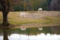 Two white horses pasturing by a lake with a reflection in water Royalty Free Stock Photo