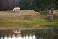 Two white horses pasturing by a lake with a reflection in water Royalty Free Stock Photo
