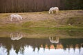 Two white horses pasturing by a lake with a reflection in water