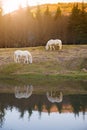 Two white horses pasturing by a lake with a reflection in water Royalty Free Stock Photo