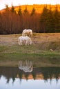 Two white horses pasturing by a lake with a reflection in water Royalty Free Stock Photo
