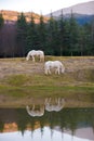 Two white horses pasturing by a lake with a reflection in water