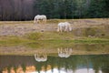 Two white horses pasturing by a lake with a reflection in water