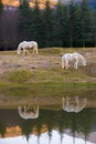 Two white horses pasturing by a lake with a reflection in water Royalty Free Stock Photo