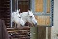 Two white horses peeking out of the stables. Spanish Riding School in Vienna Royalty Free Stock Photo