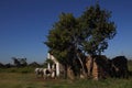 Two white horses stand outside an old stable Royalty Free Stock Photo