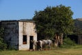 Two white horses stand outside an old stable Royalty Free Stock Photo