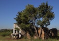 Two white horses stand outside an old stable Royalty Free Stock Photo