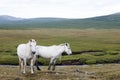 White Mongolian Horses in northern pasturelands