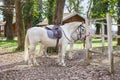 Two white horses standing beside fence Royalty Free Stock Photo