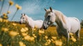 Two white horses standing in a field of yellow flowers. Generative AI image. Royalty Free Stock Photo