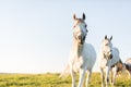 Two white horses on the green grass field. Royalty Free Stock Photo