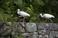 Two White Ibises Walk Along a Coral Rock Wall in Florida