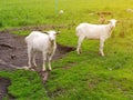 Two white kid goats, illuminated by the sun, graze on the green grass. Mobile photo Royalty Free Stock Photo