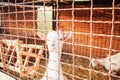 Two white kids . curious animal goat .