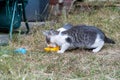 Two white Kittens drinking milk in the garden