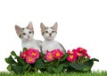 Two white kittens looking up from behind primrose flowers Royalty Free Stock Photo