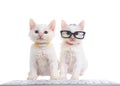 Two white kittens, one wearing glasses at a computer keyboard