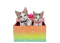 Two white kittens peeking out of Birthday present Royalty Free Stock Photo