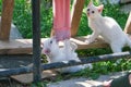 Two white kittens playing in the yard with the red sleeve of a children's sweater Royalty Free Stock Photo