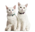 Two White kittens siting Royalty Free Stock Photo