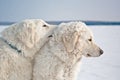 White shepherd dogs on the background of snow