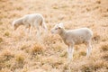 Two white lambs feeding on pasture