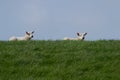 Two white lambs on green against blue sky Royalty Free Stock Photo