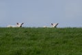 Two white lambs on green against blue sky Royalty Free Stock Photo