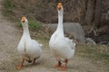 Two white large domestic geese walk on gray sand