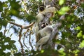 Two white lemurs sitting in a tall tree in a forest near Morondava Madagascar Royalty Free Stock Photo