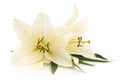 Two white lilies. Royalty Free Stock Photo