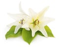 Two white lilies. Royalty Free Stock Photo