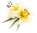 Two white lilies. Royalty Free Stock Photo