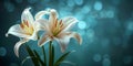 Two white lilies are in front of a blue background Royalty Free Stock Photo