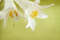 Two white lilies Royalty Free Stock Photo