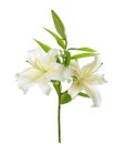 Two white lilies Royalty Free Stock Photo