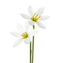 Two white lilies isolated on a white background. Zephyranthes candida