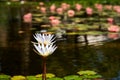 Two white lilies flowers on a lake Royalty Free Stock Photo