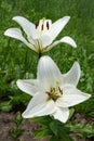 Two white lilies. Madonna lily. Royalty Free Stock Photo