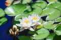 Two white lilies  and one flower bud blossom on blue water and green leaves background close up, three beautiful waterlilies Royalty Free Stock Photo