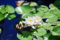 Two white lilies and one flower bud blossom on blue water and green leaves background close up, three beautiful waterlilies Royalty Free Stock Photo